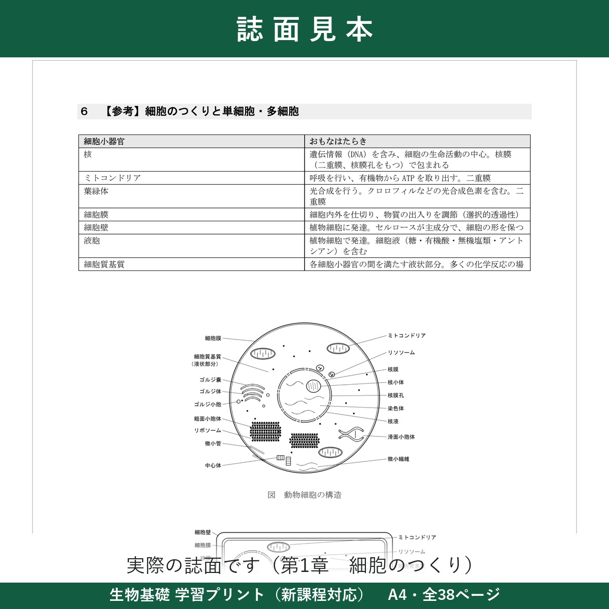 誌面見本